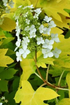Little Honey Oakleaf Hydrangea - 1 Gallon Pot 9 Little Honey Oakleaf Hydrangea - 1 Gallon Pot -Garden Plant Store Hydrangea Little Honey 3