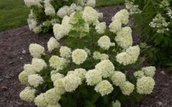 Little Lime Hydrangea - 6 Pack Of 1 Gallon Pots 13 Little Lime Hydrangea - 6 Pack Of 1 Gallon Pots -Garden Plant Store Hydrangea Little Lime 1