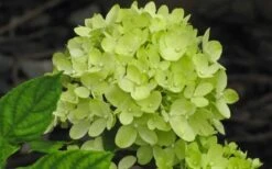 Little Lime Hydrangea - 2 Gallon Pot -Garden Plant Store Hydrangea Little Lime 2