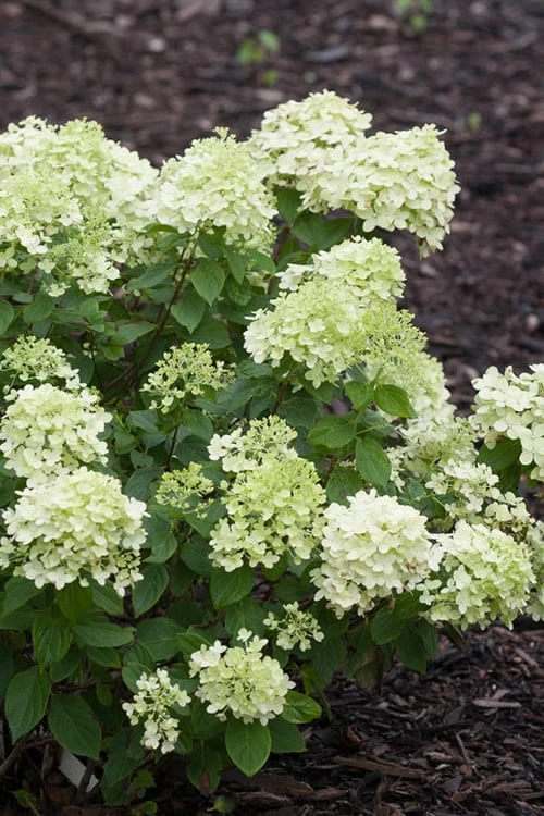 Little Lime Hydrangea - 6 Pack Of 1 Gallon Pots 1 Little Lime Hydrangea - 6 Pack Of 1 Gallon Pots