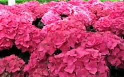 Merritts Supreme Hydrangea - 3 Gallon Pot -Garden Plant Store Hydrangea Merrits Supreme Pink 12 1