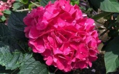 Merritts Supreme Hydrangea - 3 Gallon Pot -Garden Plant Store Hydrangea Merrits Supreme Pink 13 1
