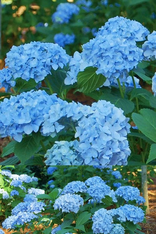 Mini Penny Hydrangea - 2 Gallon Pot 1 Mini Penny Hydrangea - 2 Gallon Pot