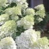 Moon Dance Hydrangea - 3 Gallon Pot