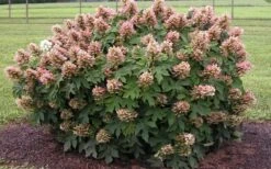 Munchkin Dwarf Oakleaf Hydrangea - 2 Gallon Pot -Garden Plant Store Hydrangea Munchkin 1