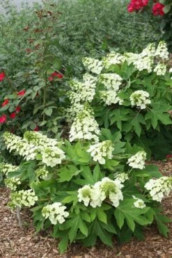Munchkin Dwarf Oakleaf Hydrangea - 1 Gallon Pot -Garden Plant Store Hydrangea Munchkin 11
