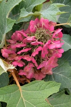 Munchkin Dwarf Oakleaf Hydrangea - 1 Gallon Pot