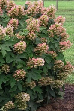 Munchkin Dwarf Oakleaf Hydrangea - 2 Gallon Pot -Garden Plant Store Hydrangea Munchkin 500x750 2