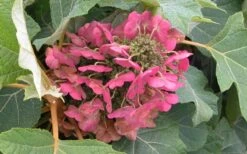 Munchkin Dwarf Oakleaf Hydrangea - 1 Gallon Pot -Garden Plant Store Hydrangea Munchkin Bloom Closeup