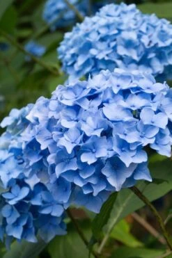 Nikko Blue Hydrangea - 2 Gallon Pot -Garden Plant Store Hydrangea Nikko Blue 10 2