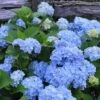 Nikko Blue Hydrangea - 1 Gallon Pot