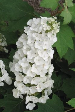 Alice Oakleaf Hydrangea - 3 Gallon Pot -Garden Plant Store Hydrangea Oakleaf Alice 4