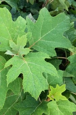 Alice Oakleaf Hydrangea - 3 Gallon Pot -Garden Plant Store Hydrangea Oakleaf Alice 5