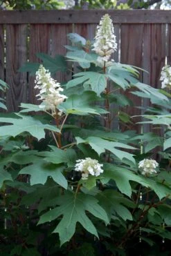 Alice Oakleaf Hydrangea - 3 Gallon Pot -Garden Plant Store Hydrangea Oakleaf Alice 6
