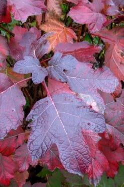 Alice Oakleaf Hydrangea - 3 Gallon Pot -Garden Plant Store Hydrangea Oakleaf Alice 7