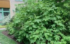 Alice Oakleaf Hydrangea - 3 Gallon Pot -Garden Plant Store Hydrangea Oakleaf Alice 8