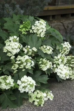 Pee Wee Dwarf Oakleaf Hydrangea - 1 Gallon Pot -Garden Plant Store Hydrangea Oakleaf Pee Wee 11