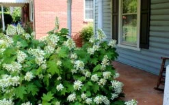 Pee Wee Dwarf Oakleaf Hydrangea - 1 Gallon Pot -Garden Plant Store Hydrangea Oakleaf Pee Wee