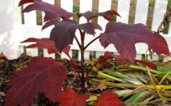 Ruby Slippers Dwarf Oakleaf Hydrangea - 1 Gallon Pot -Garden Plant Store Hydrangea Oakleaf Ruby Slippers Fall Foliage Color 3