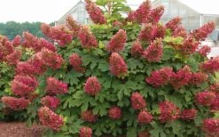 Ruby Slippers Dwarf Oakleaf Hydrangea - 7 Gallon Pot -Garden Plant Store Hydrangea Oakleaf Ruby Slippers Full Bloom