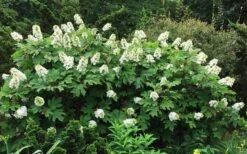 Semmes Beauty Oakleaf Hydrangea - 3 Gallon Pot -Garden Plant Store Hydrangea Oakleaf Semmes Beauty 10