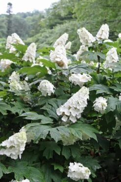 Snow Queen Oakleaf Hydrangea - 3 Gallon Pot -Garden Plant Store Hydrangea Oakleaf Snow Queen 10