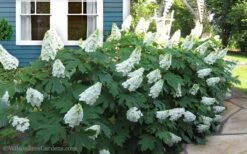 Snow Queen Oakleaf Hydrangea - 3 Gallon Pot -Garden Plant Store Hydrangea Oakleaf Snow Queen 11