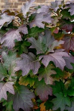 Snow Queen Oakleaf Hydrangea - 3 Gallon Pot -Garden Plant Store Hydrangea Oakleaf Snow Queen 3