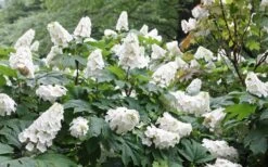 Snow Queen Oakleaf Hydrangea - 2 Gallon Pot -Garden Plant Store Hydrangea Oakleaf Snow Queen 6 2