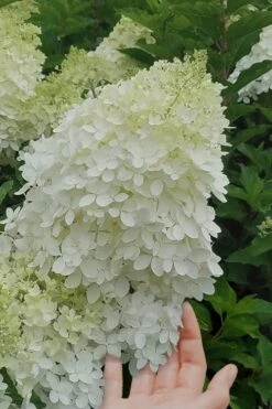 Phantom Hydrangea - 5 Gallon Pot -Garden Plant Store Hydrangea Phantom 20 3