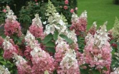 Pinky Winky Hydrangea - 3 Gallon Pot -Garden Plant Store Hydrangea Pinky Winky 1
