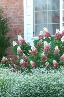 Pinky Winky Hydrangea - 3 Gallon Pot -Garden Plant Store Hydrangea Pinky Winky 12