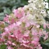 Pinky Winky Hydrangea - 3 Gallon Pot