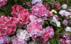 Preziosa Multi Color Hydrangea - 3 Gallon Pot 10 Preziosa Multi Color Hydrangea - 3 Gallon Pot -Garden Plant Store Hydrangea Preziosa 18