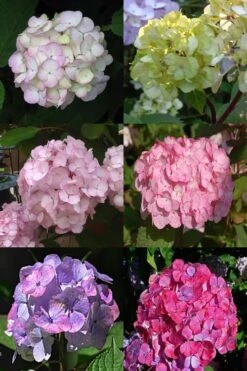 Preziosa Multi Color Hydrangea - 1 Gallon Pot 9 Preziosa Multi Color Hydrangea - 1 Gallon Pot -Garden Plant Store Hydrangea Preziosa 19 1
