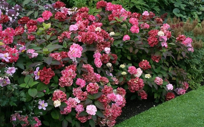 Preziosa Multi Color Hydrangea - 1 Gallon Pot 6 Preziosa Multi Color Hydrangea - 1 Gallon Pot - Image 6