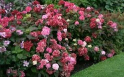 Preziosa Multi Color Hydrangea - 3 Gallon Pot 11 Preziosa Multi Color Hydrangea - 3 Gallon Pot -Garden Plant Store Hydrangea Preziosa 7