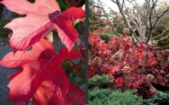 Semmes Beauty Oakleaf Hydrangea - 3 Gallon Pot -Garden Plant Store Hydrangea Semmes Beauty Fall Foliage Color