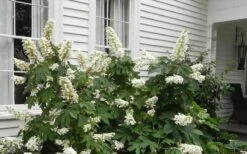 Semmes Beauty Oakleaf Hydrangea - 3 Gallon Pot -Garden Plant Store Hydrangea Semmes Beauty Home Foundation Planting