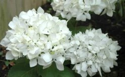 Sister Theresa Hydrangea - 1 Gallon Pot -Garden Plant Store Hydrangea Sister Theresa 50 1