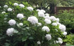 Sister Theresa Hydrangea - 1 Gallon Pot -Garden Plant Store Hydrangea Sister Theresa 51 1