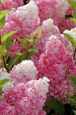 Strawberry Sundae Hydrangea - 1 Gallon Pot 10 Strawberry Sundae Hydrangea - 1 Gallon Pot -Garden Plant Store Hydrangea Strawberry Sundae Flowers 3