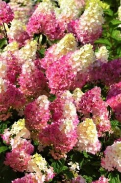 Strawberry Sundae Hydrangea - 1 Gallon Pot 11 Strawberry Sundae Hydrangea - 1 Gallon Pot -Garden Plant Store Hydrangea Strawberry Sundae Flowers 5