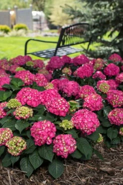 Summer Crush Endless Summer Hydrangea - 3 Gallon Pot -Garden Plant Store Hydrangea Summer Crush Endless Summer 3 4