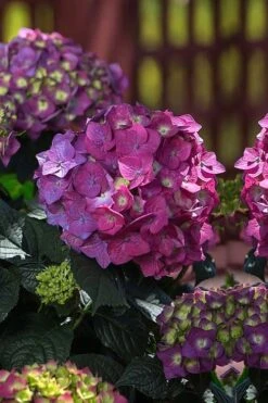 Summer Crush Endless Summer Hydrangea - 7 Gallon Pot -Garden Plant Store Hydrangea Summer Crush Endless Summer 4 5