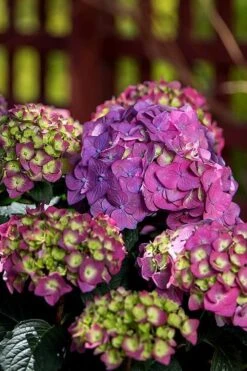 Summer Crush Endless Summer Hydrangea - 6 Gallon Pot -Garden Plant Store Hydrangea Summer Crush Endless Summer 5 3