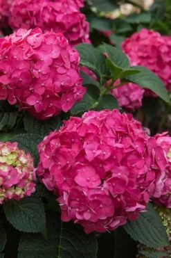 Summer Crush Endless Summer Hydrangea - 1 Gallon Pot -Garden Plant Store Hydrangea Summer Crush Endless Summer 6