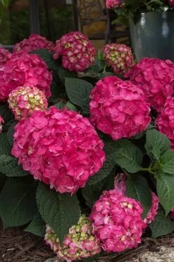 Summer Crush Endless Summer Hydrangea - 6 Gallon Pot -Garden Plant Store Hydrangea Summer Crush Endless Summer 7 3