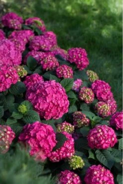 Summer Crush Endless Summer Hydrangea - 7 Gallon Pot -Garden Plant Store Hydrangea Summer Crush Endless Summer 9 5
