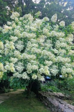 Tardiva Hydrangea - 3 Gallon Pot -Garden Plant Store Hydrangea Tardiva 16